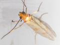 Micropterix tunbergella
